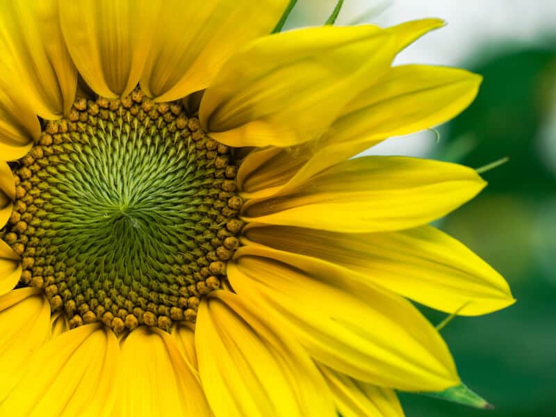 A single flower photographed close up outdoors