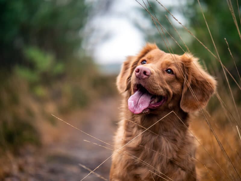 A friendly ginger dog outdoors on a woodland path, panting happily and looking up, the kind of encounter that can lift someone's mood in a moment.