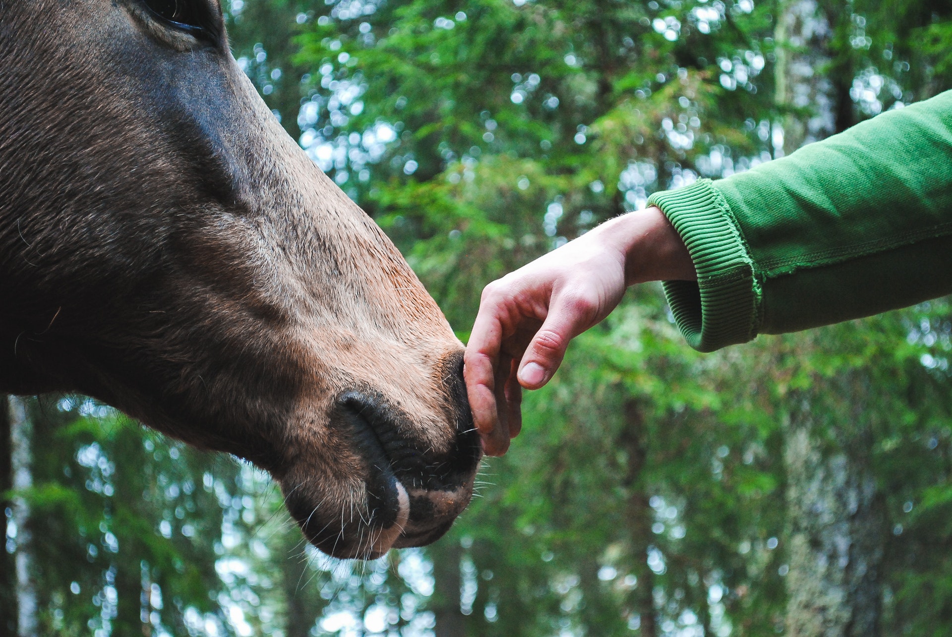 A horse nuzzling someone's outstretched hand in a woodland clearing